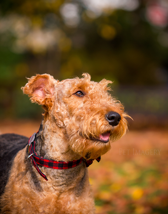 airedale terriers philadelphia pet photography kaplan