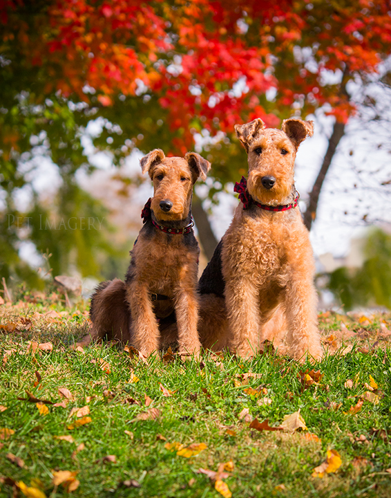 airedale terriers philadelphia pet photography kaplan