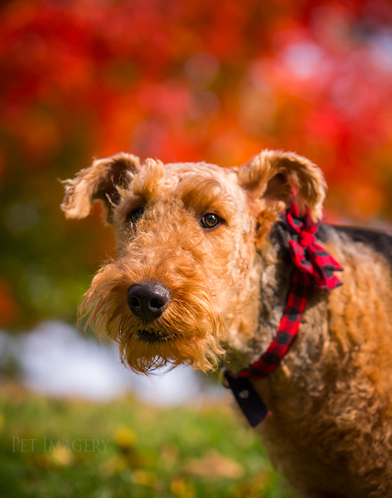 airedale terriers philadelphia pet photography kaplan