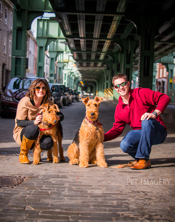 airedale terriers philadelphia pet photography kaplan