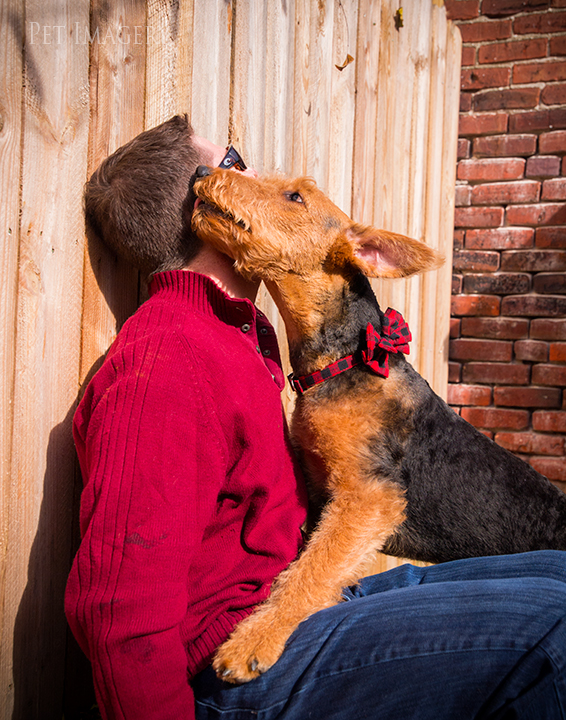 airedale terriers philadelphia pet photography kaplan