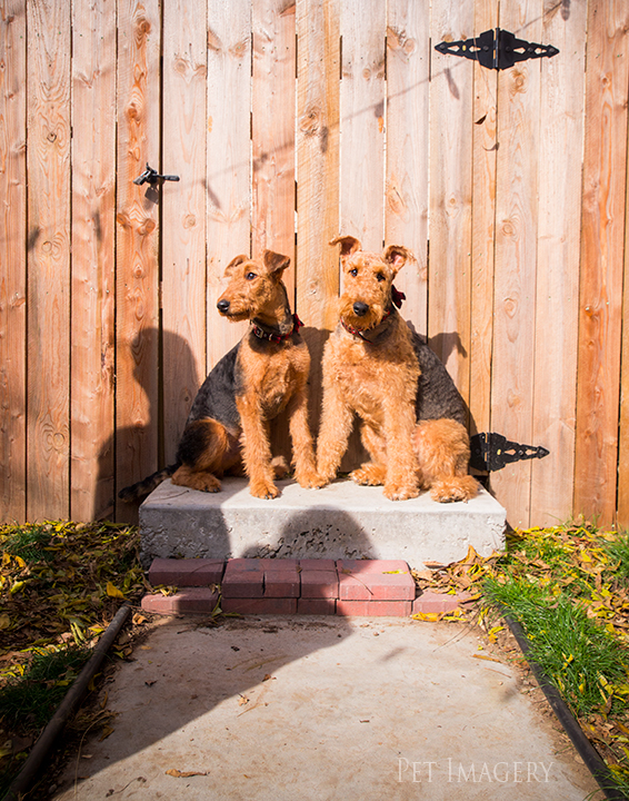 airedale terriers philadelphia pet photography kaplan