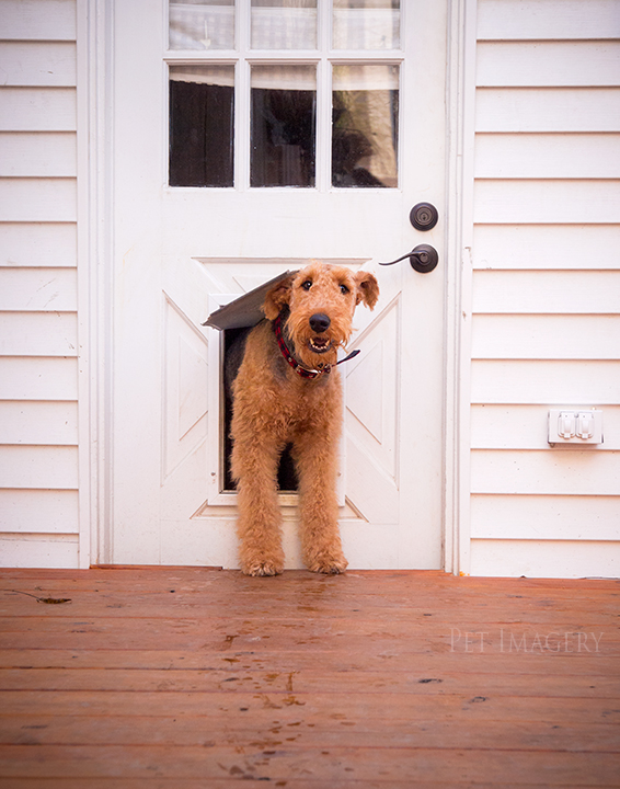 airedale terriers philadelphia pet photography kaplan