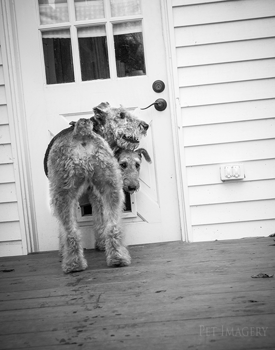 airedale terriers philadelphia pet photography kaplan