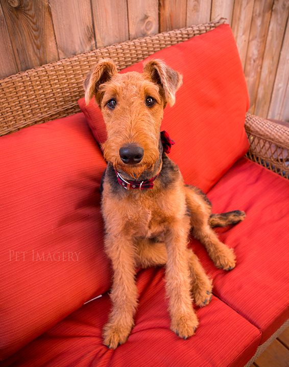 airedale terriers philadelphia pet photography kaplan