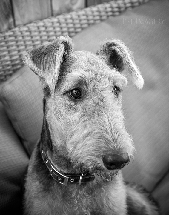 airedale terriers philadelphia pet photography kaplan