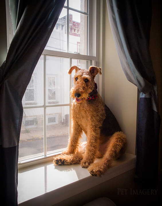 airedale terriers philadelphia pet photography kaplan
