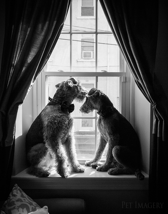 airedale terriers philadelphia pet photography kaplan