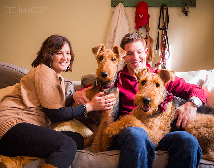 airedale terriers philadelphia pet photography kaplan