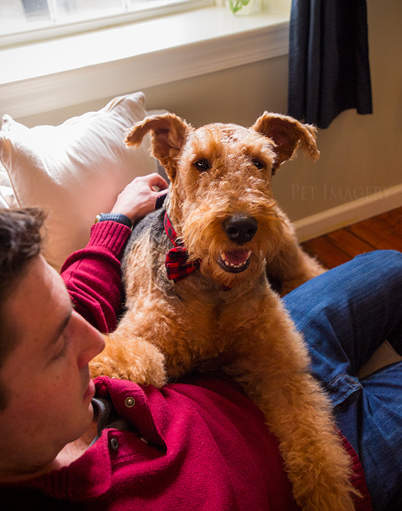 airedale terriers philadelphia pet photography kaplan