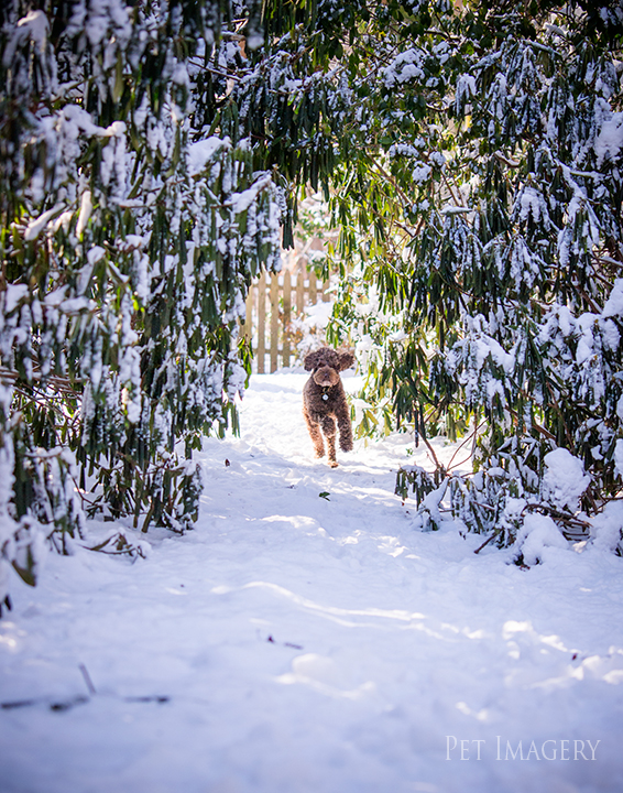 labradoodle pet photography kaplan pet imagery