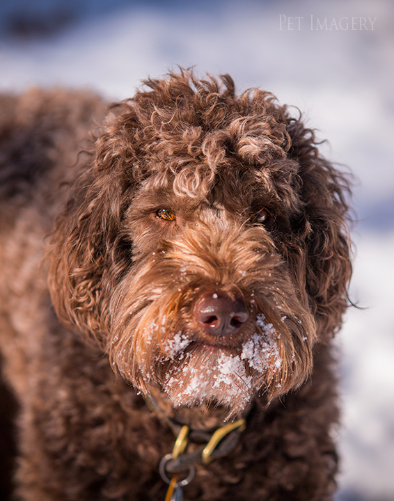 labradoodle pet photography kaplan pet imagery