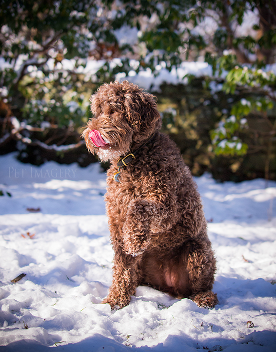 labradoodle pet photography kaplan pet imagery