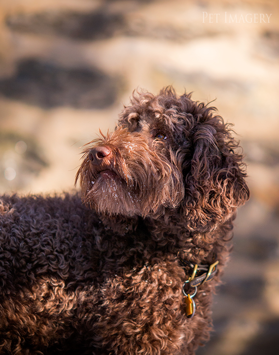 labradoodle pet photography kaplan pet imagery