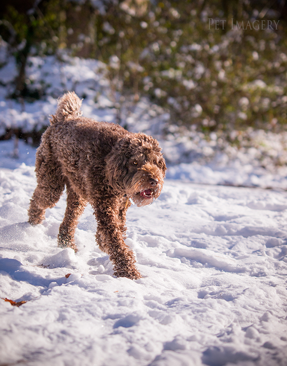 labradoodle pet photography kaplan pet imagery
