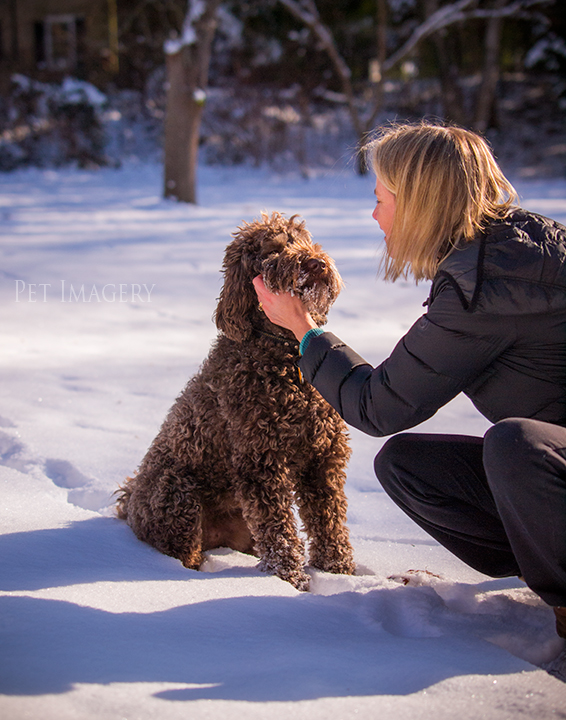 labradoodle pet photography kaplan pet imagery