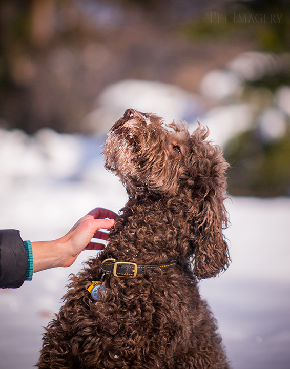 labradoodle pet photography kaplan pet imagery