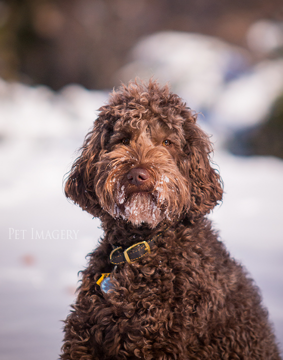 labradoodle pet photography kaplan pet imagery