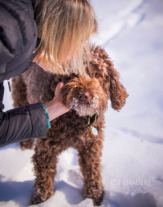 labradoodle pet photography kaplan pet imagery