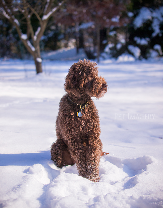 labradoodle pet photography kaplan pet imagery