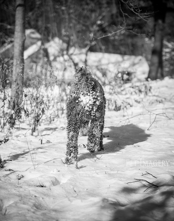labradoodle pet photography kaplan pet imagery