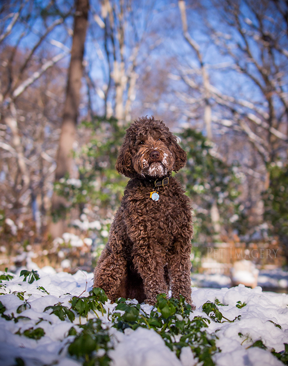 labradoodle pet photography kaplan pet imagery