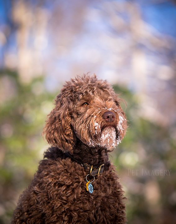 labradoodle pet photography kaplan pet imagery
