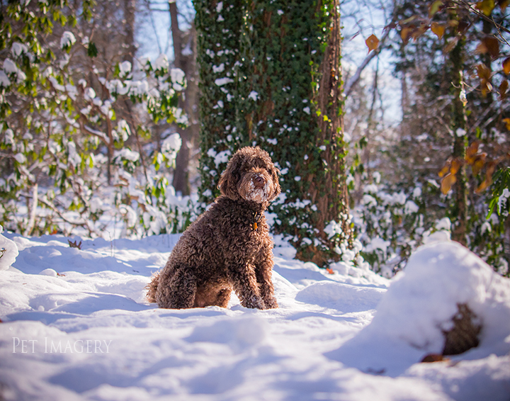labradoodle pet photography kaplan pet imagery