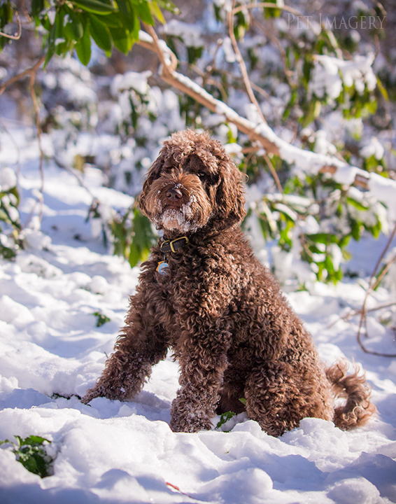 labradoodle pet photography kaplan pet imagery