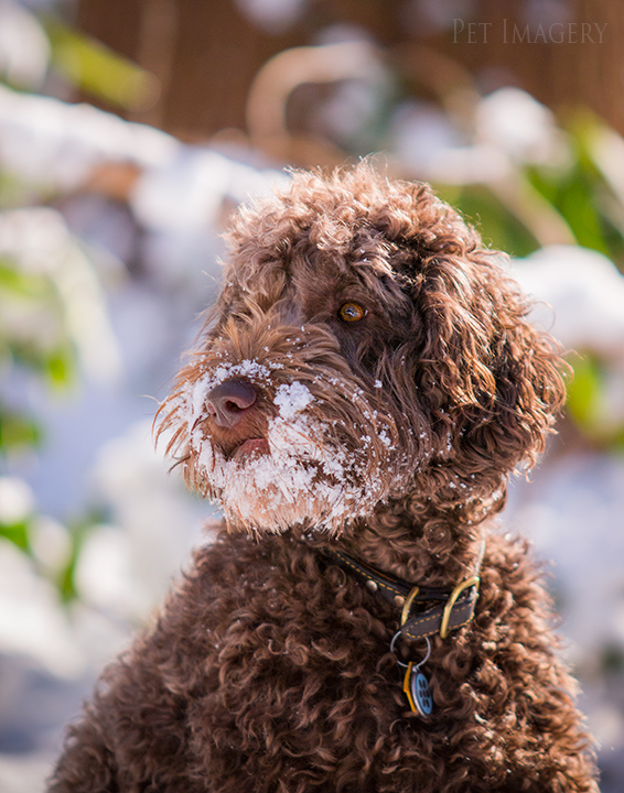 labradoodle pet photography kaplan pet imagery