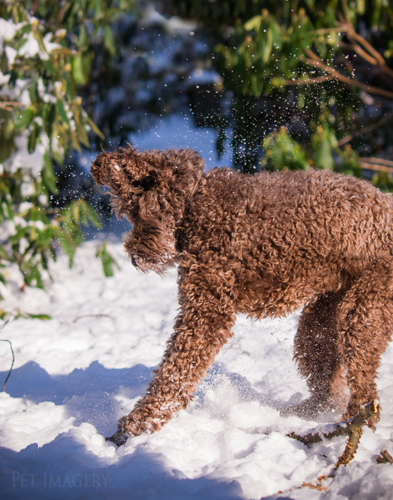 labradoodle pet photography kaplan pet imagery