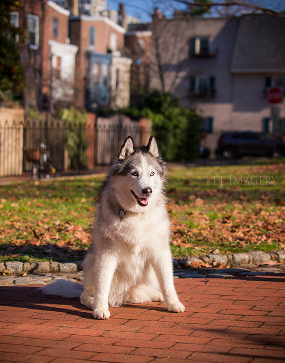 isabelle in the park best pet photography pa kaplan