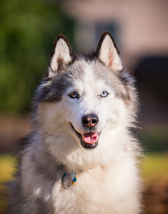 close up isabella best pet photography pa kaplan