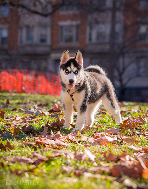 mila in the grass
