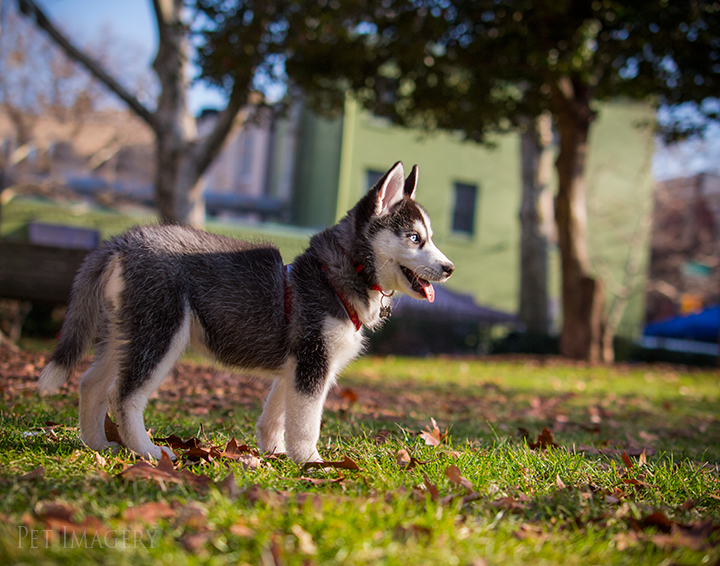 mila profile in the park best pet photography pa kaplan