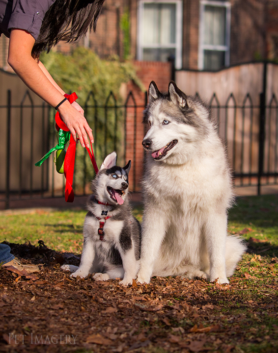 getting together best pet photography pa kaplan