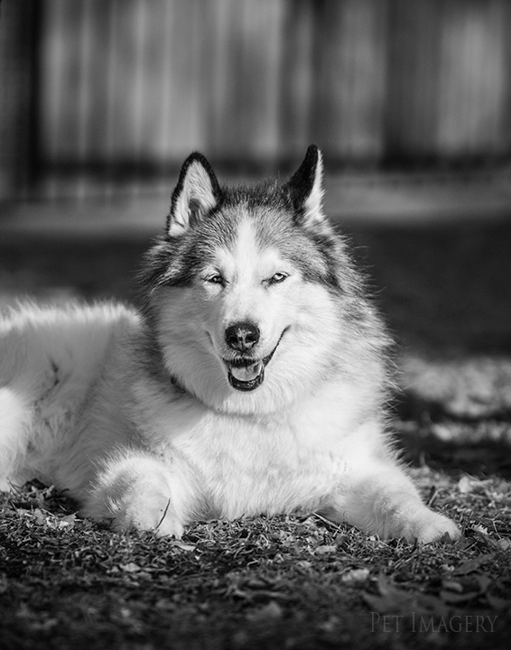 smiles from isabelle best pet photography pa kaplan