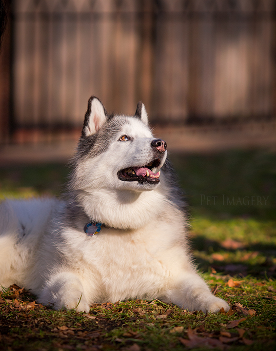 enjoying the sun best pet photography pa kaplan