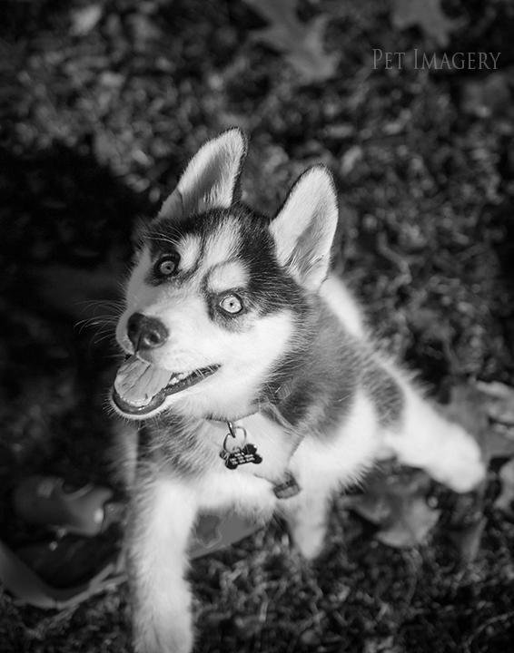 ready for a treat best pet photography pa kaplan
