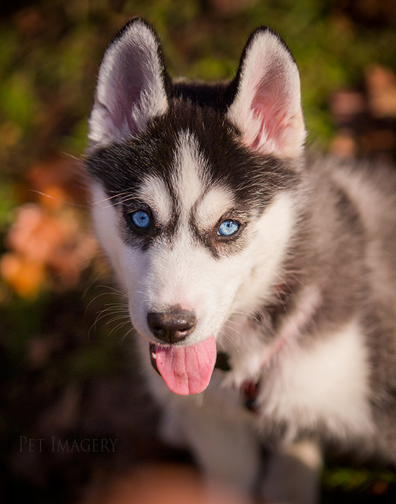 close up mila best pet photography pa kaplan
