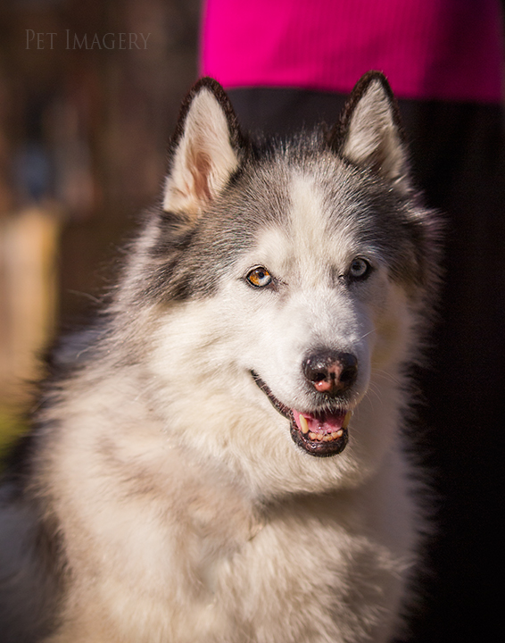 pretty isabelle best pet photography pa kaplan