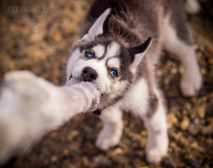 playing with rope toy best pet photography pa kaplan