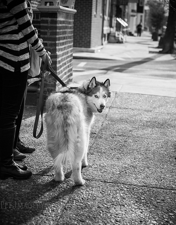 best pet photography pa kaplan