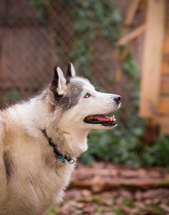 isabella ready for treats best pet photography pa kaplan
