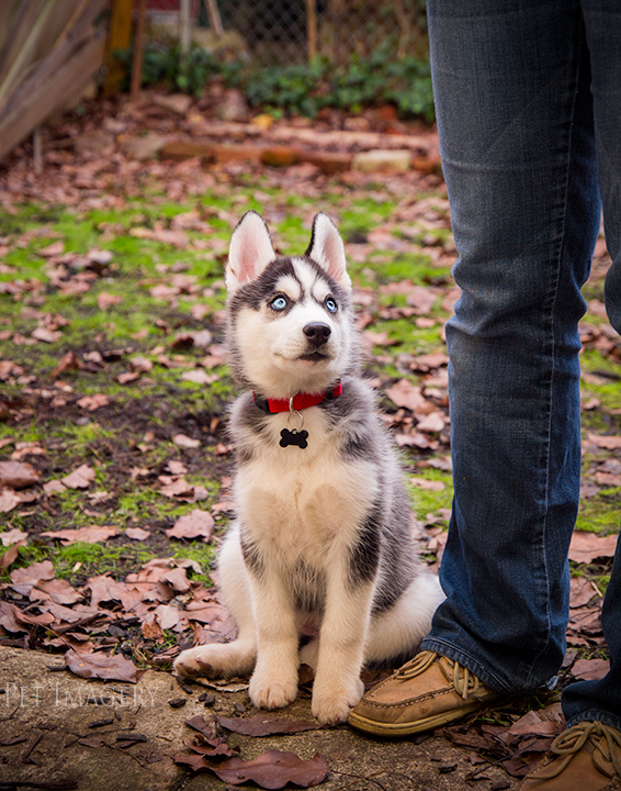 patiently waiting best pet photography pa kaplan