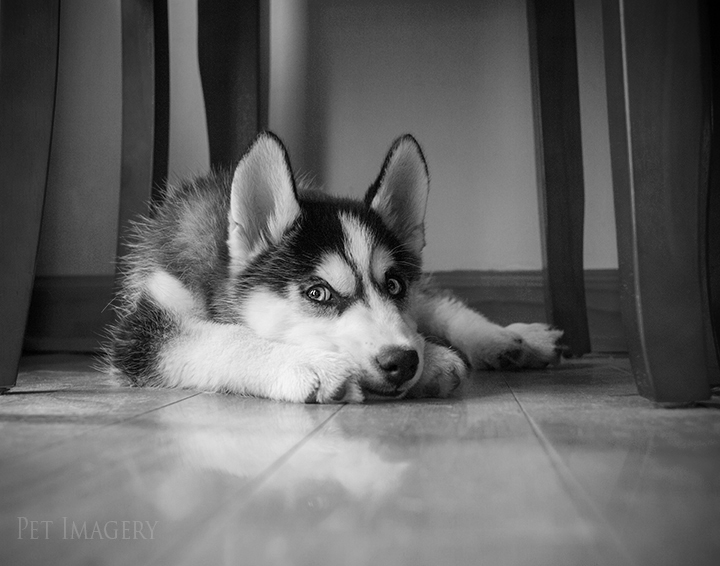 getting tired best pet photography pa kaplan