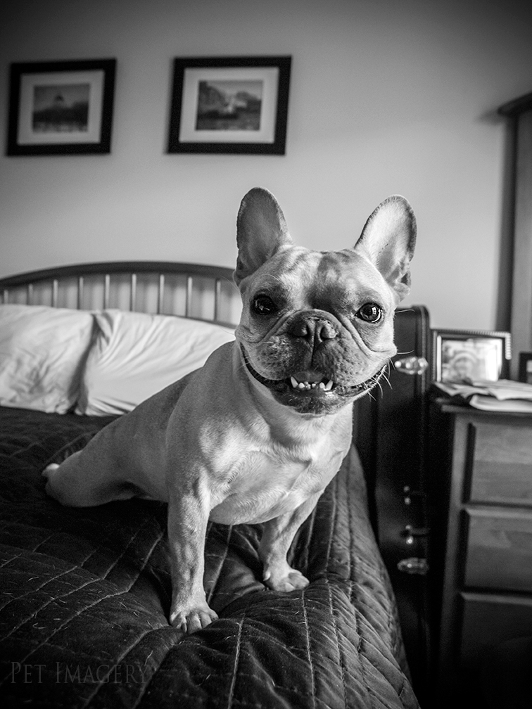 pet photography french bulldog pa kaplan