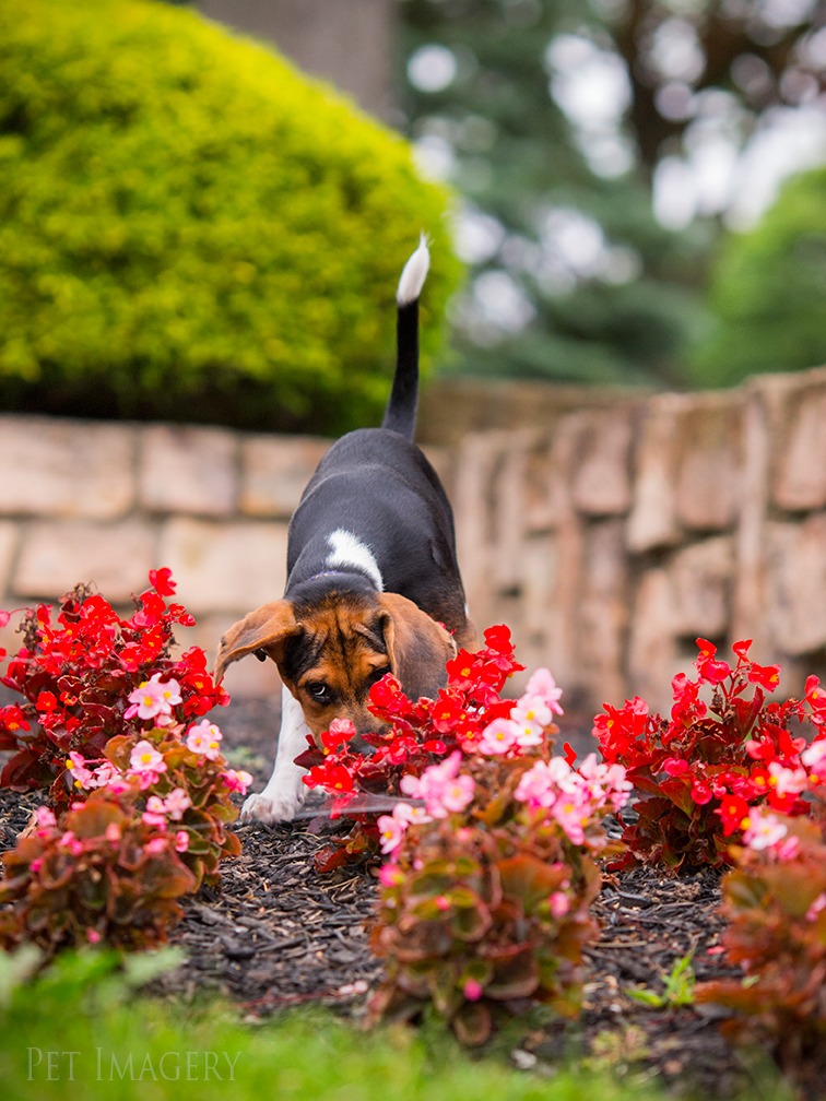 best pet photography kaplan