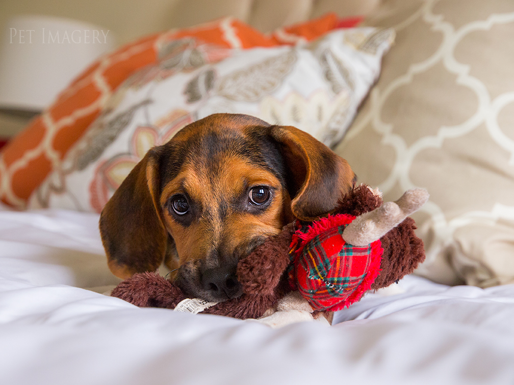 best pet photography kaplan