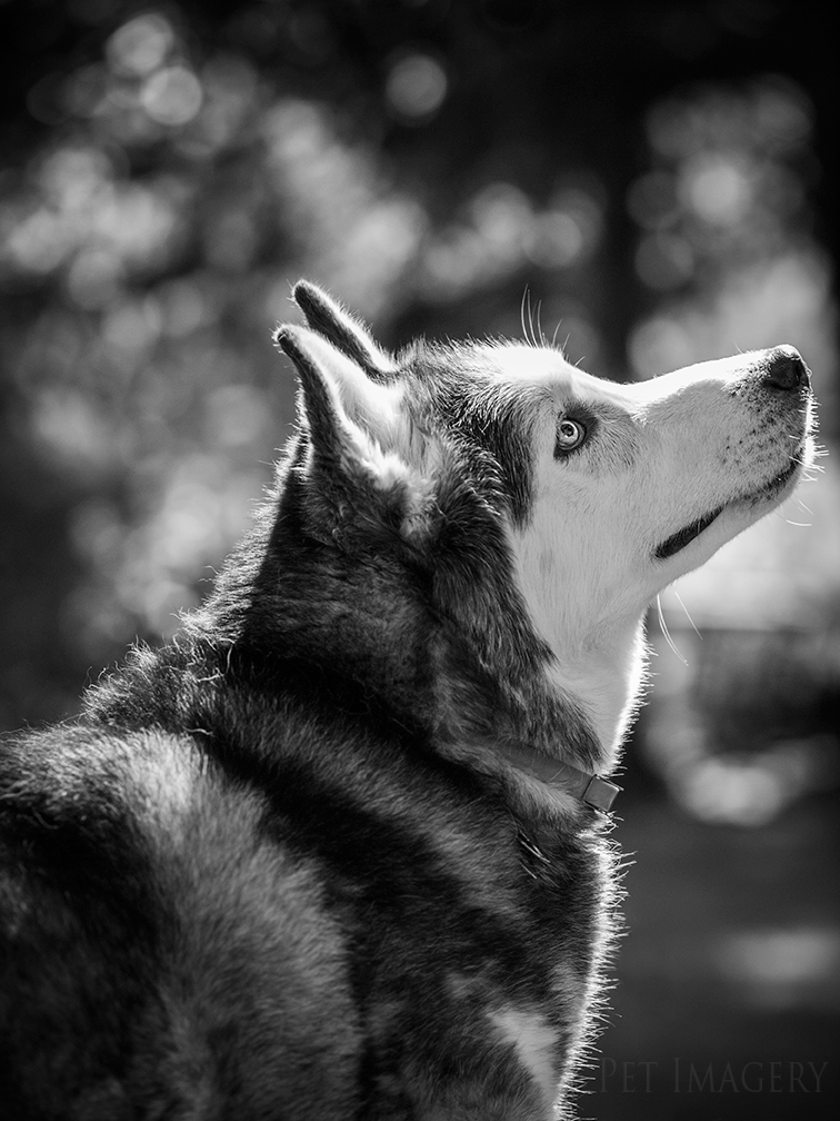 best pet photography kaplan